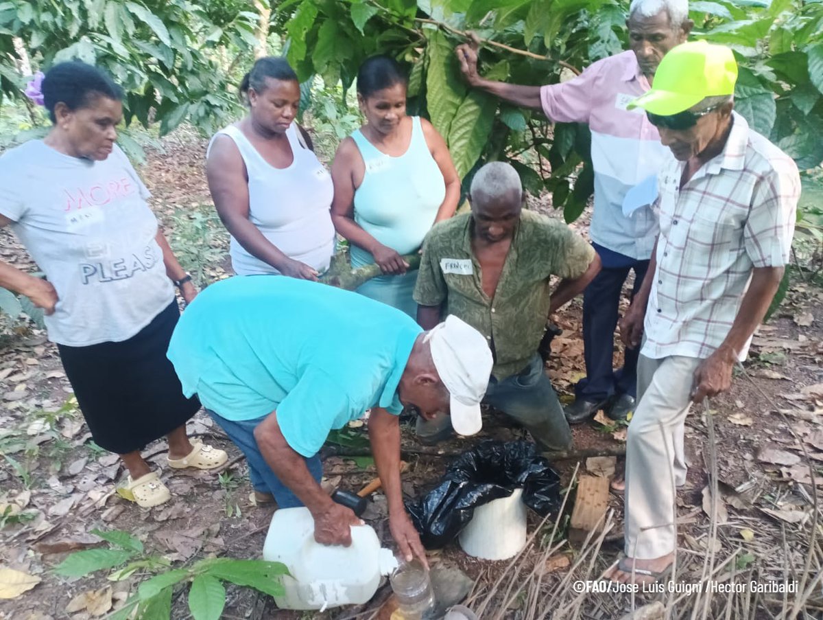 faodominicana's tweet photo. 🤔 ¿Lo sabías?

A través del proyecto #PARGIRH, 868 productores (14% mujeres) se forman en conservación de suelos y agua gracias a 48 Escuelas de Campo.

Pequeñas acciones, grandes impactos para una agricultura más resiliente. 🌱

@AgriculturaRD @INDRHIRD @BancoMundialLAC https://t.co/2cLe3o2Mub