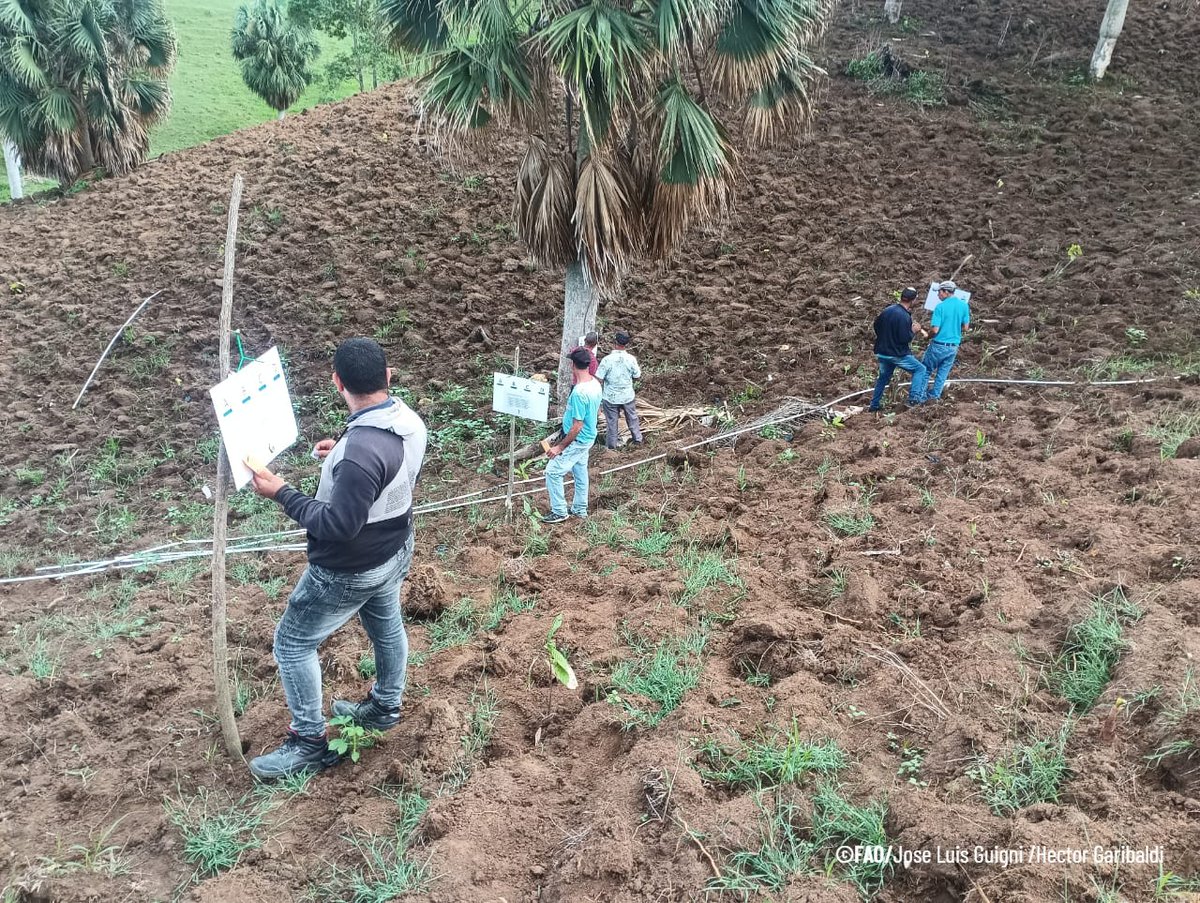 faodominicana's tweet photo. 🤔 ¿Lo sabías?

A través del proyecto #PARGIRH, 868 productores (14% mujeres) se forman en conservación de suelos y agua gracias a 48 Escuelas de Campo.

Pequeñas acciones, grandes impactos para una agricultura más resiliente. 🌱

@AgriculturaRD @INDRHIRD @BancoMundialLAC https://t.co/2cLe3o2Mub