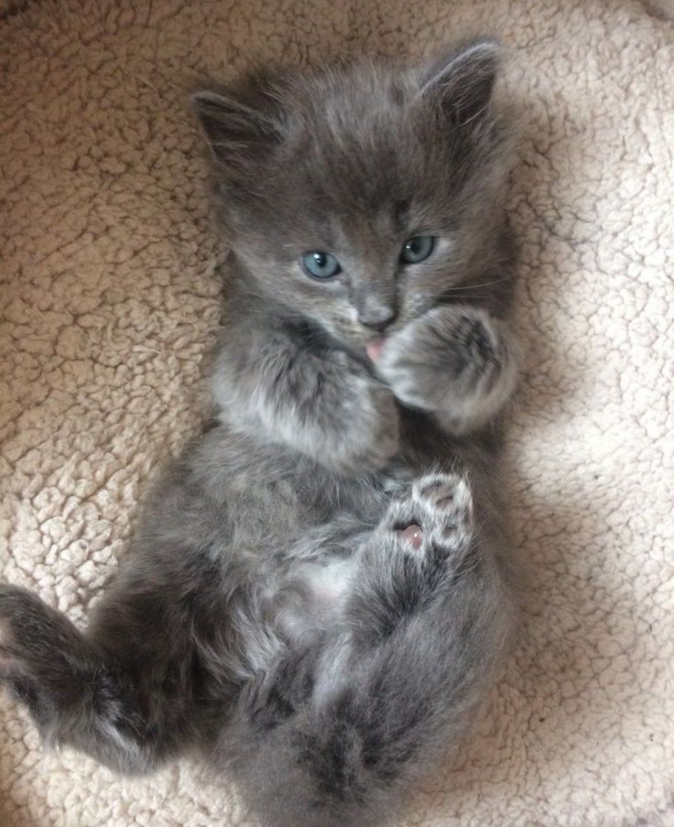 Lia_MW1's tweet photo. Everyone meet Hana 

Me and @Internhibiscus babygirl. 💕 proud cat momma https://t.co/MtQrZQOVeW