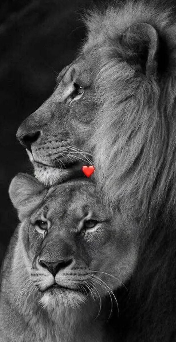 KH__8111's tweet image. مطلب هالأيام . . حنيّه بس..!!

#بس_اقول