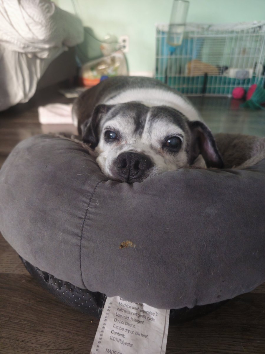 Archie_MH's tweet image. We made the decision to put Bruno to sleep today. I spent the last few years of my life basically living for him. I regularly scheduled my days around his meds and always said he was basically main reason im still alive. I don't know what im gonna do anymore. I loved him so much.