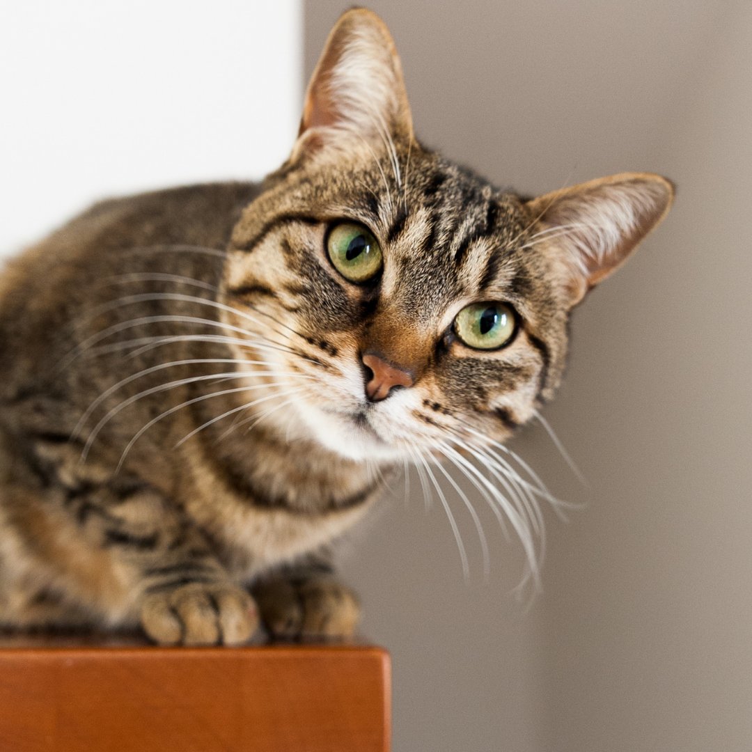 furorapetzy's tweet image. Just hanging out and enjoying the view! 🐾✨ This little shelf-sitter knows how to find the perfect spot. #CatLife #ShelfGoals #CatLife #FelineFriends 😺
