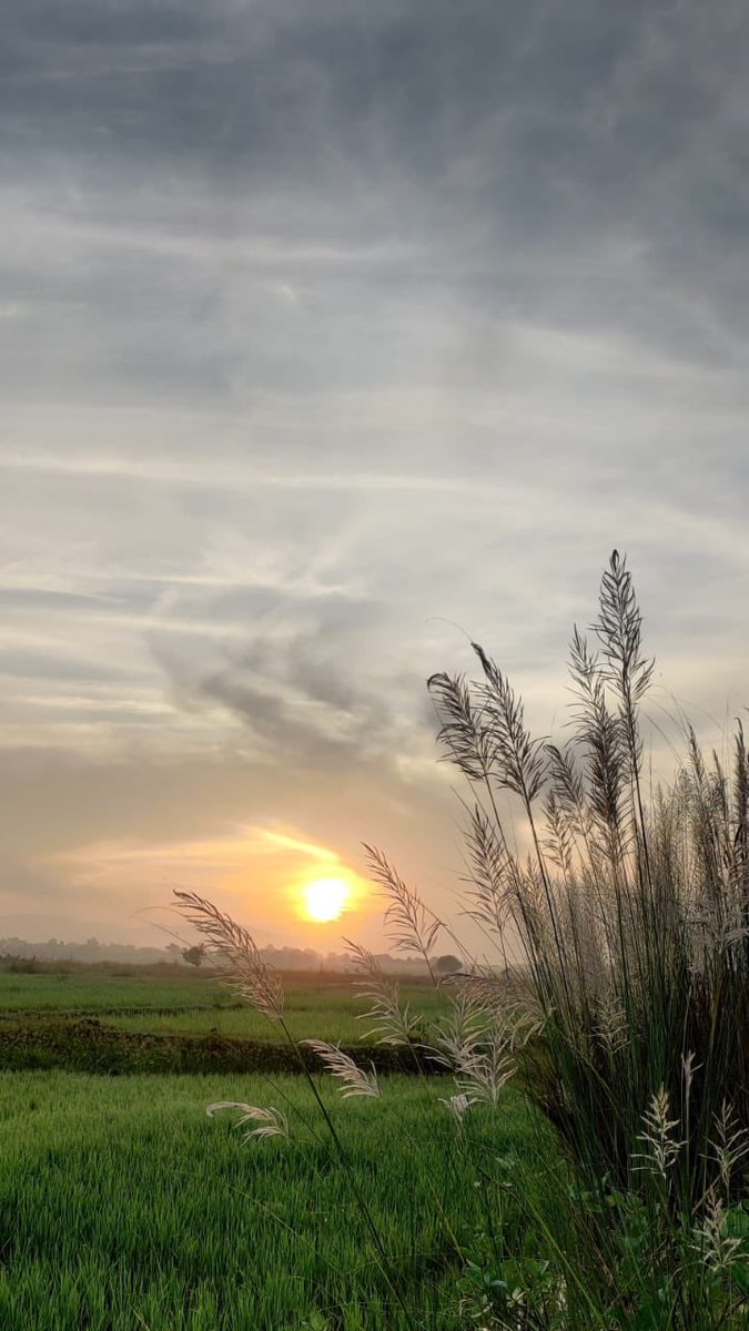 ନଦୀପଠାରେ କାଶତଣ୍ଡୀର ତରଙ୍ଗ ଆଉ ଗଙ୍ଗଶିଉଳି ମୂଳେ ରାଶିରାଶି ଝରା ଶେଫାଳୀ! ଆଶ୍ୱିନର ବାର୍ତ୍ତାବହ ଏମାନେ। ଏମାନଙ୍କ ସୃଷ୍ଟି କର୍ମରେ ଦୈନ୍ୟ ନାହିଁ, କାର୍ପଣ୍ୟ ନାହିଁ। ଅସୁମାରି ଫୁଟନ୍ତି ଆଉ ଝରନ୍ତି।……ପ୍ରକୃତି ବେହିସାବୀ, ଉଦାର; କିନ୍ତୁ ମନୁଷ୍ୟ ବଡ଼ କୃପଣ! ଭାରି ହିସାବୀ। 

~ ସୁରେନ୍ଦ୍ର ମହାନ୍ତି