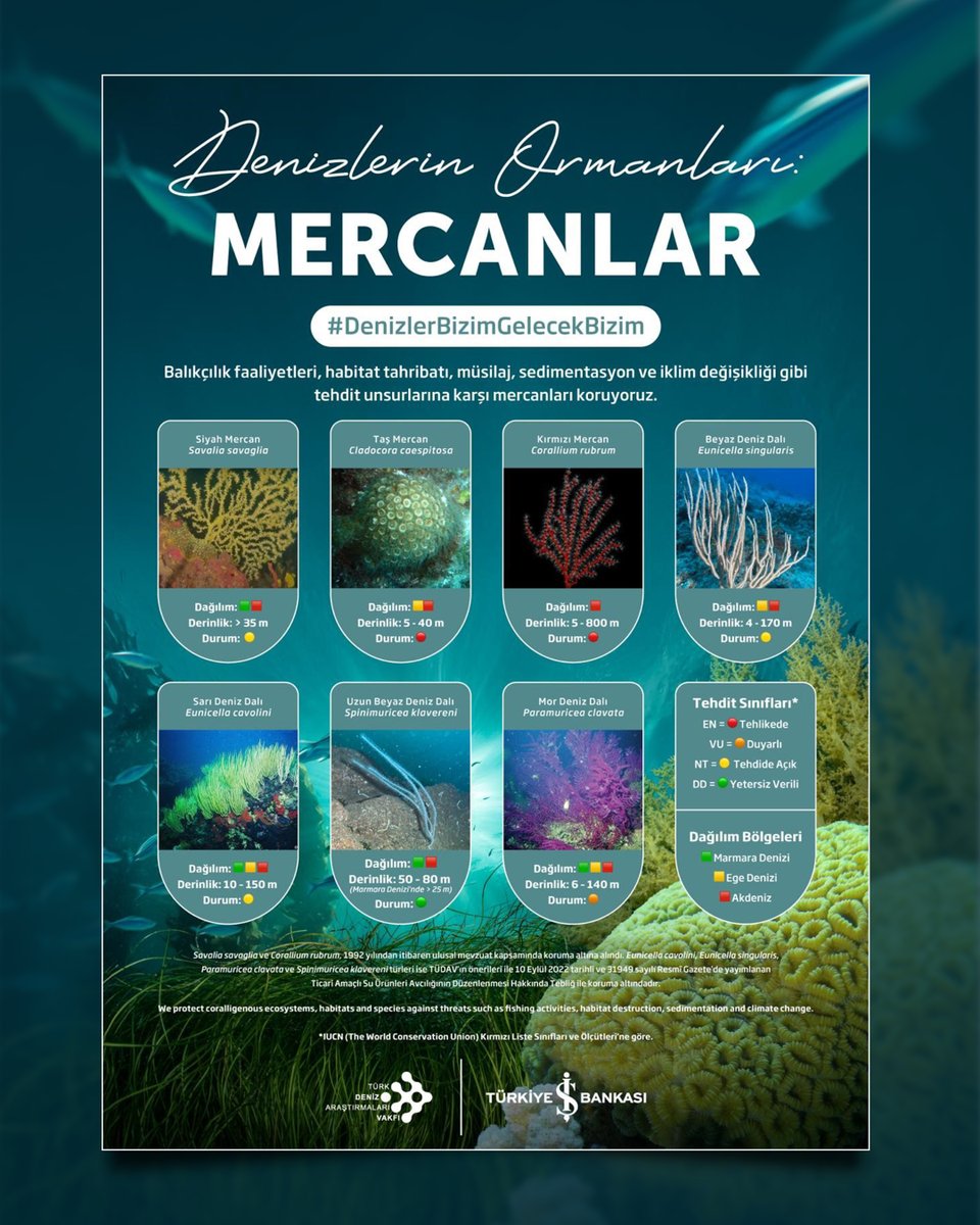 Türkiye İş Bankası iş birliğiyle gerçekleştirdiğimiz Denizlerin Ormanları: Mercanlar projesi kapsamında mercanların dağılımlarını araştırmayı, kamuoyunu bilgilendirmeyi ve korunmalarına yönelik duyarlılığı artırmayı hedefliyoruz.

Mercanlar, deniz ekosistemlerinin “ormanları”