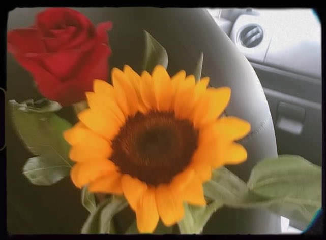 She gave me the prettiest sunflower🌻💗🫶🏻