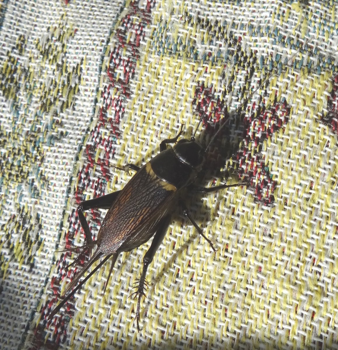 Pacopelegrina2's tweet photo. ¡Buenas noches para todos!
Si oyes el grillo muy cerca, puede ser que lo tengas en la cortina de casa... ¿quién sabe?
#grillodecampo #gryllusbimaculatus #insectos #gryllinae
#grillos https://t.co/jRIGi3wTr8
