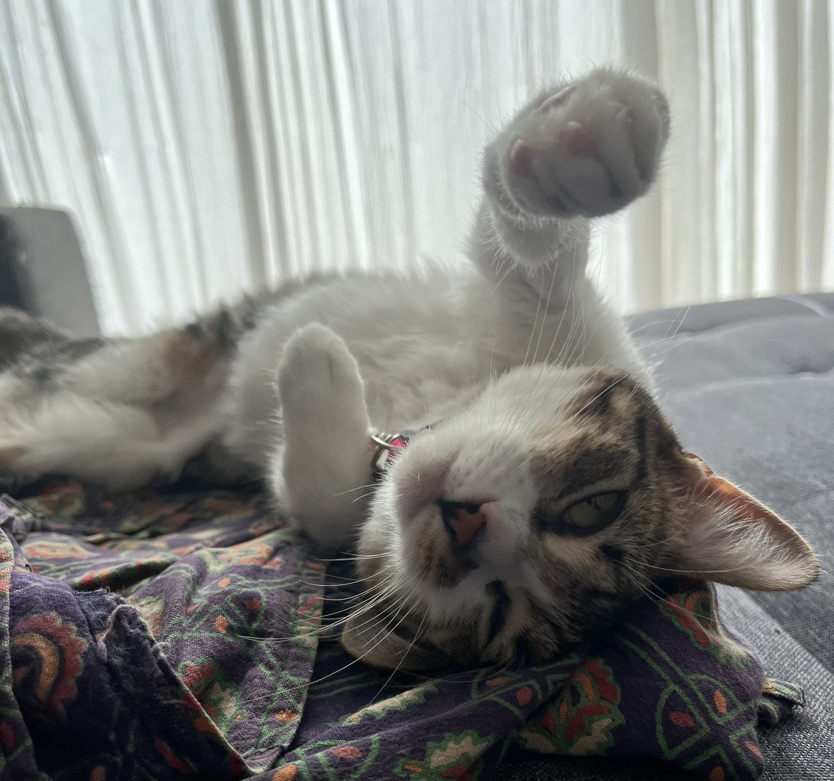 ॐ Oveja Gris 𓂀 tweet media