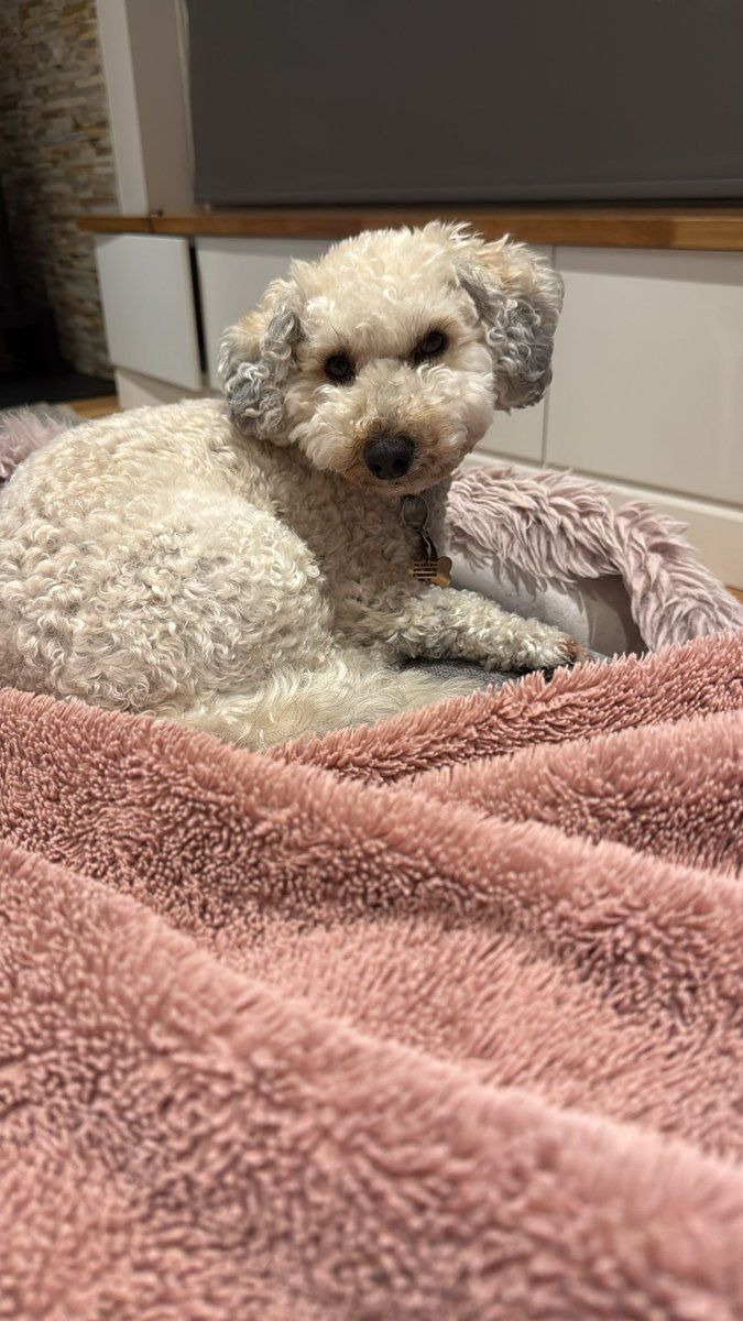 MissingPetsGB's tweet image. 🐕 Missing dog lost near Wandel Park #Croydon #London #CR0

His name is SAMMY. Lost 29 September 2025
Wearing a blue collar.
Last seen running on Tylecroft road. If seen please do not chase him!