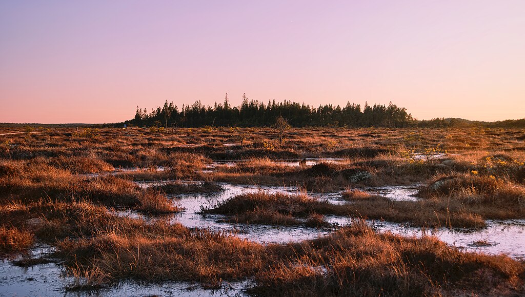 Vinnarna i Wiki Loves Earth 2025 är utsedda! 🌳📸

Tusen tack alla som deltog i årets WLE, och ett stort grattis till alla vinnare! 🎉 Bilden är förstapristagaren: Store Mosse nationalpark av Kateryna Baiduzha, CC BY 4.0.

Se alla vinnarbilder här: wikimedia.se/2025/09/29/vin…