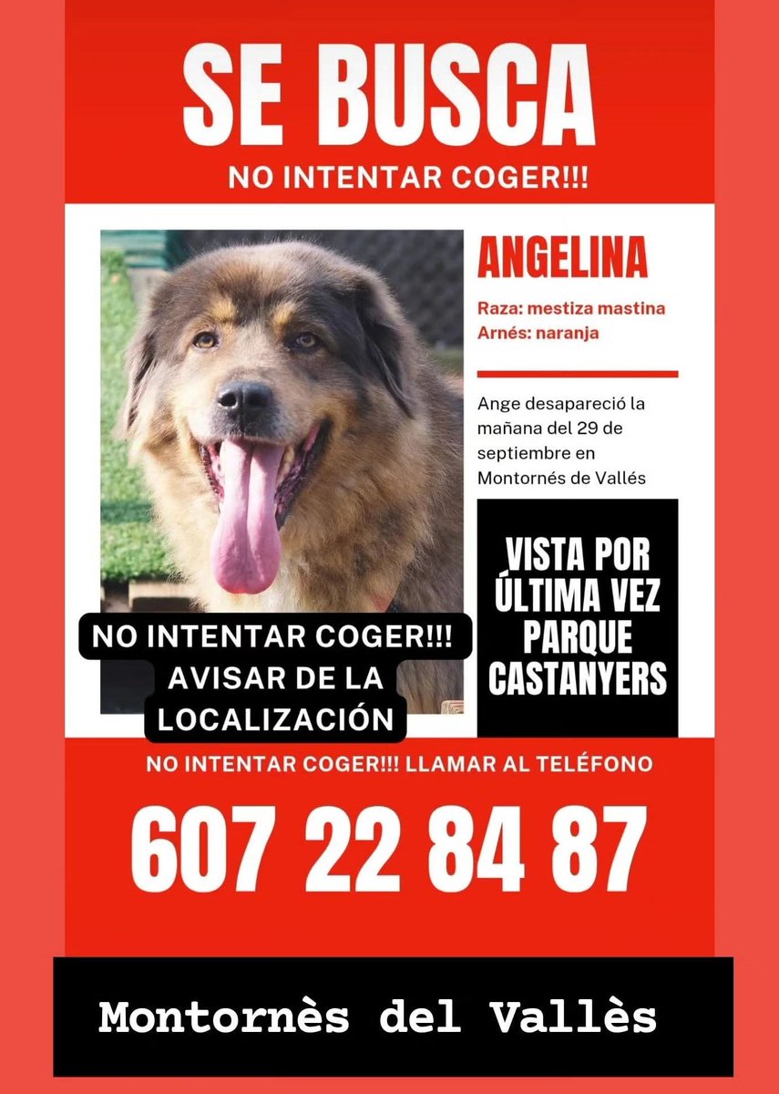 🆘🆘¡¡ATENCIÓN!!🆘🆘
ANGELINA ha desaparecido esta mañana en #MontornèsdelVallès
#Barcelona.
Vista última vez en parc Castanyers. 
Lleva un arnés color naranja. 
NO INTENTAR COGER.
Sólo localizar y avisar
📞607 22 84 87
Máxima difusión.
📣📣📣
#XarxaBarcelonaPerduts
#FemXarxa