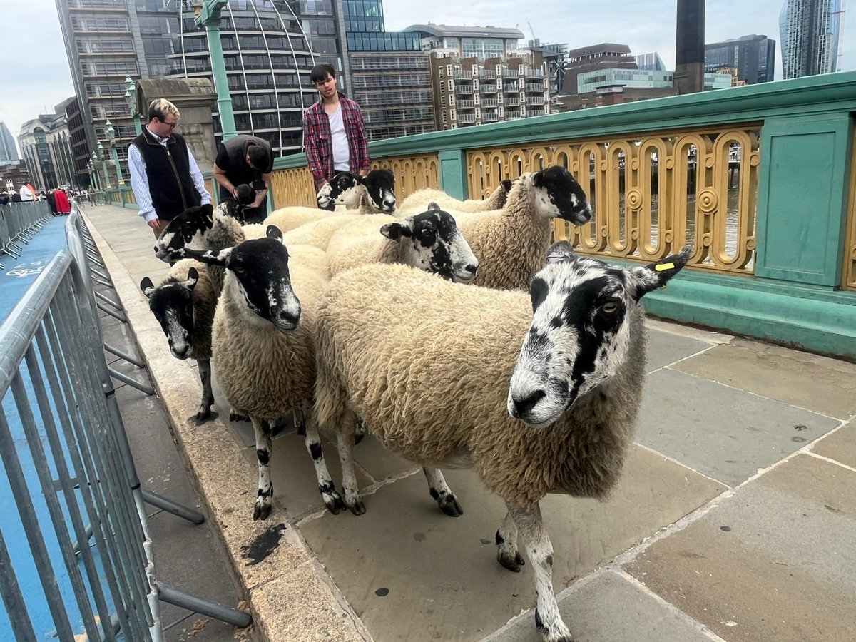 Playing Card Makers tweet media