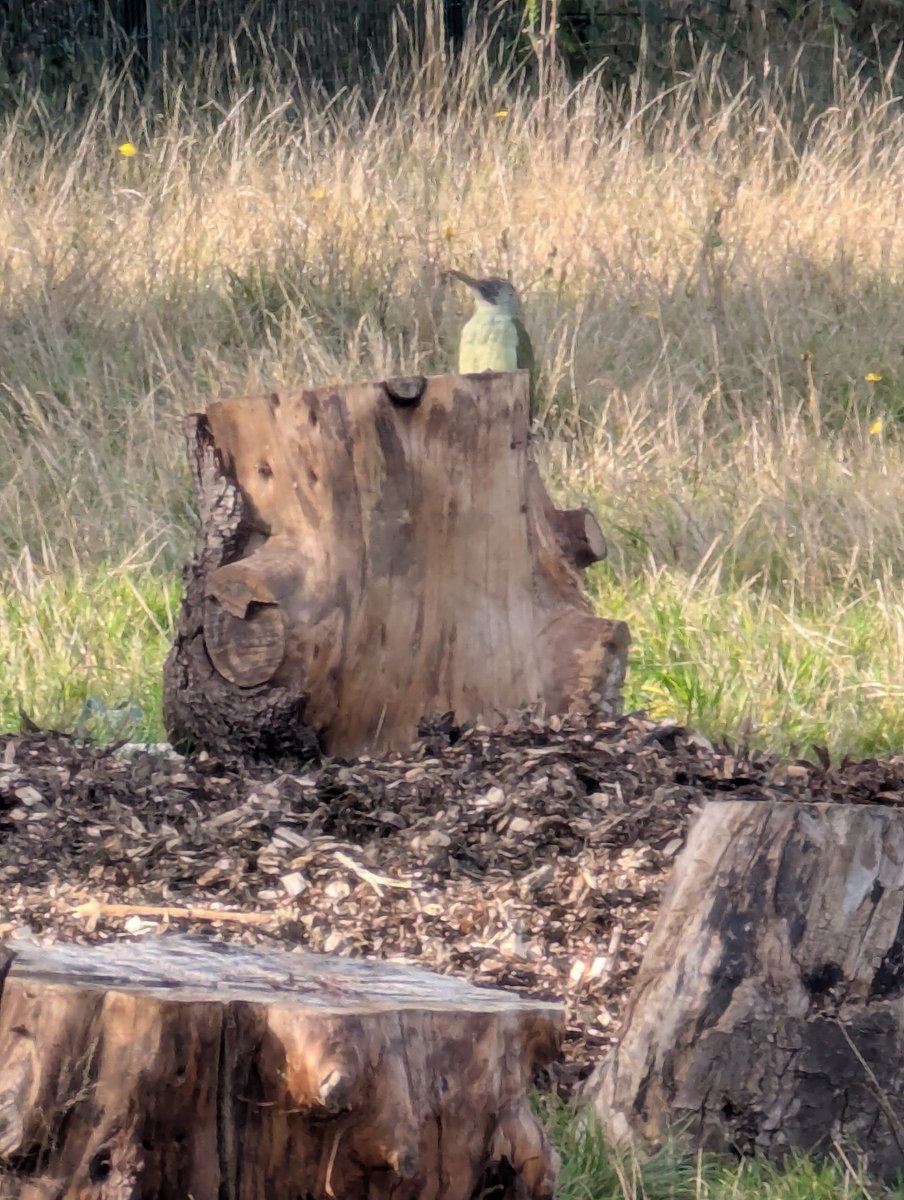 leeks_dan's tweet image. Lots of fungus found today and a new visitor spotted 🌳🌳