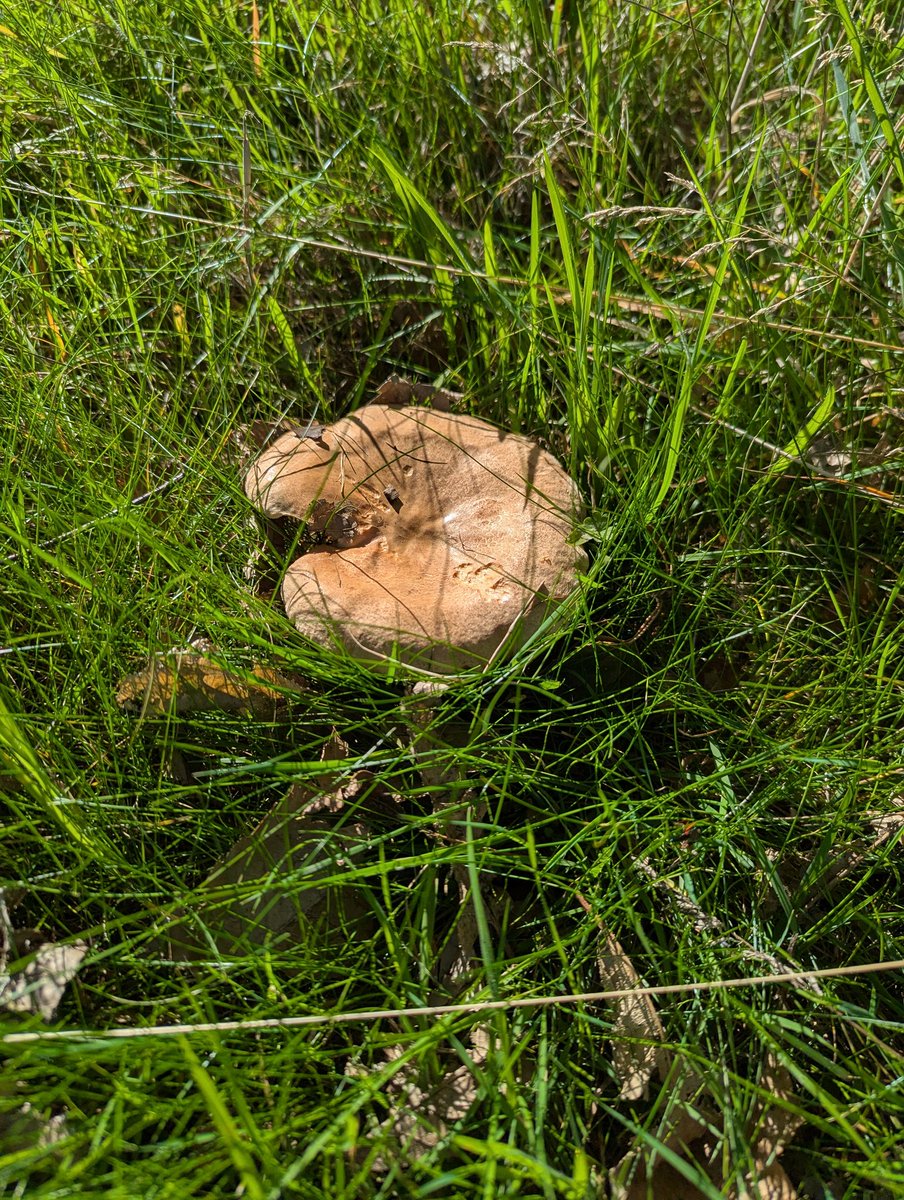 leeks_dan's tweet image. Lots of fungus found today and a new visitor spotted 🌳🌳