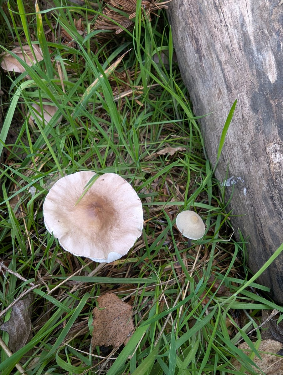 leeks_dan's tweet image. Lots of fungus found today and a new visitor spotted 🌳🌳