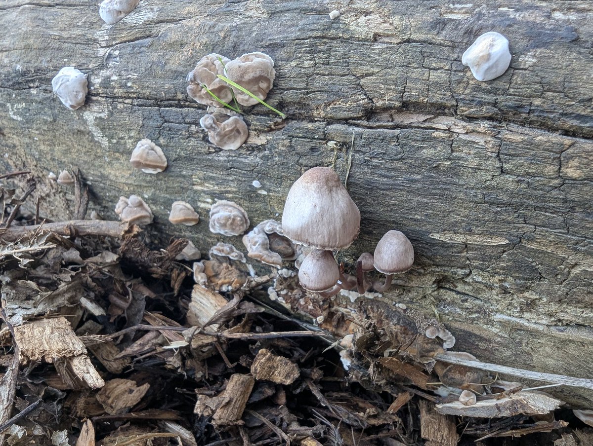 leeks_dan's tweet image. Lots of fungus found today and a new visitor spotted 🌳🌳
