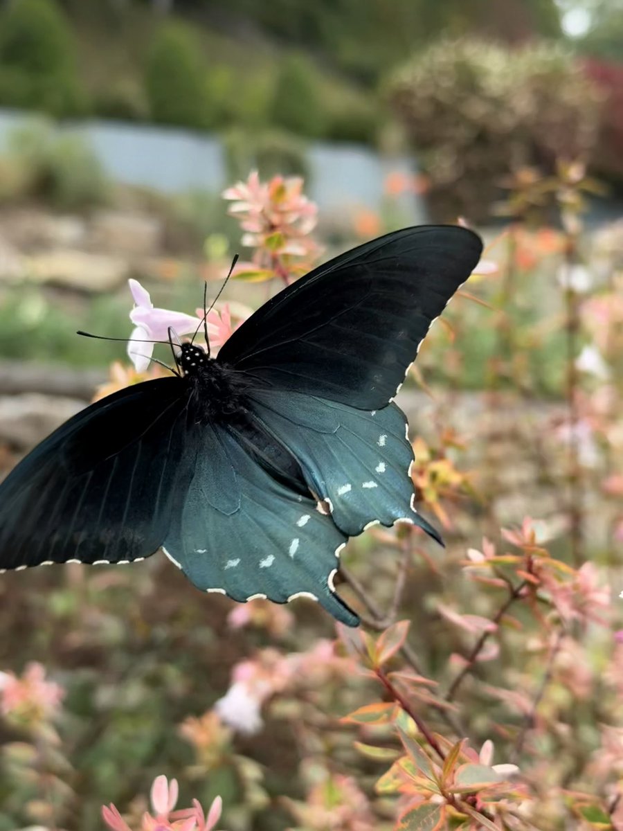 Swallowtail
