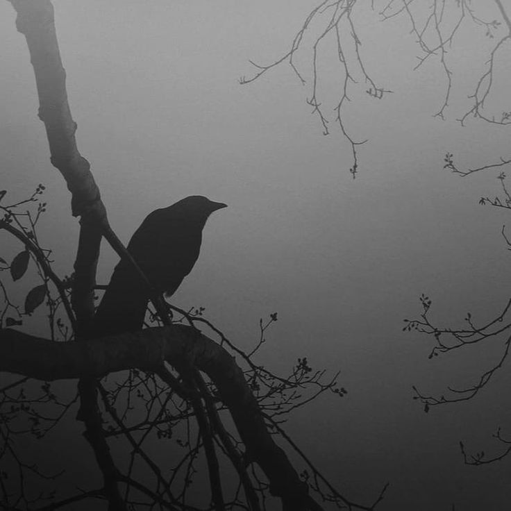 Black. (@blackdreamvibes) on Twitter photo 
