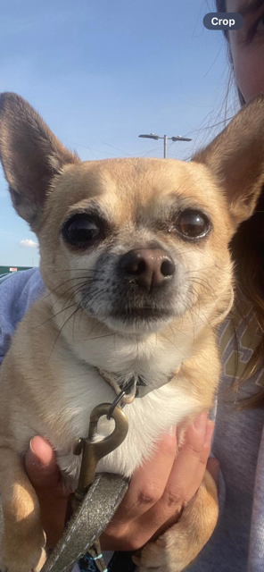 millypod1's tweet image. 🆘28 SEPT 2025 #Lost Scooby #ScanMe
Tan/Cream Chihuahua Male
#Highgate #GreaterLondon #London #N6
Owner :Only just adopted him.  He's not scared of other dogs but he is quite timid. 
doglost.co.uk/dog/200230