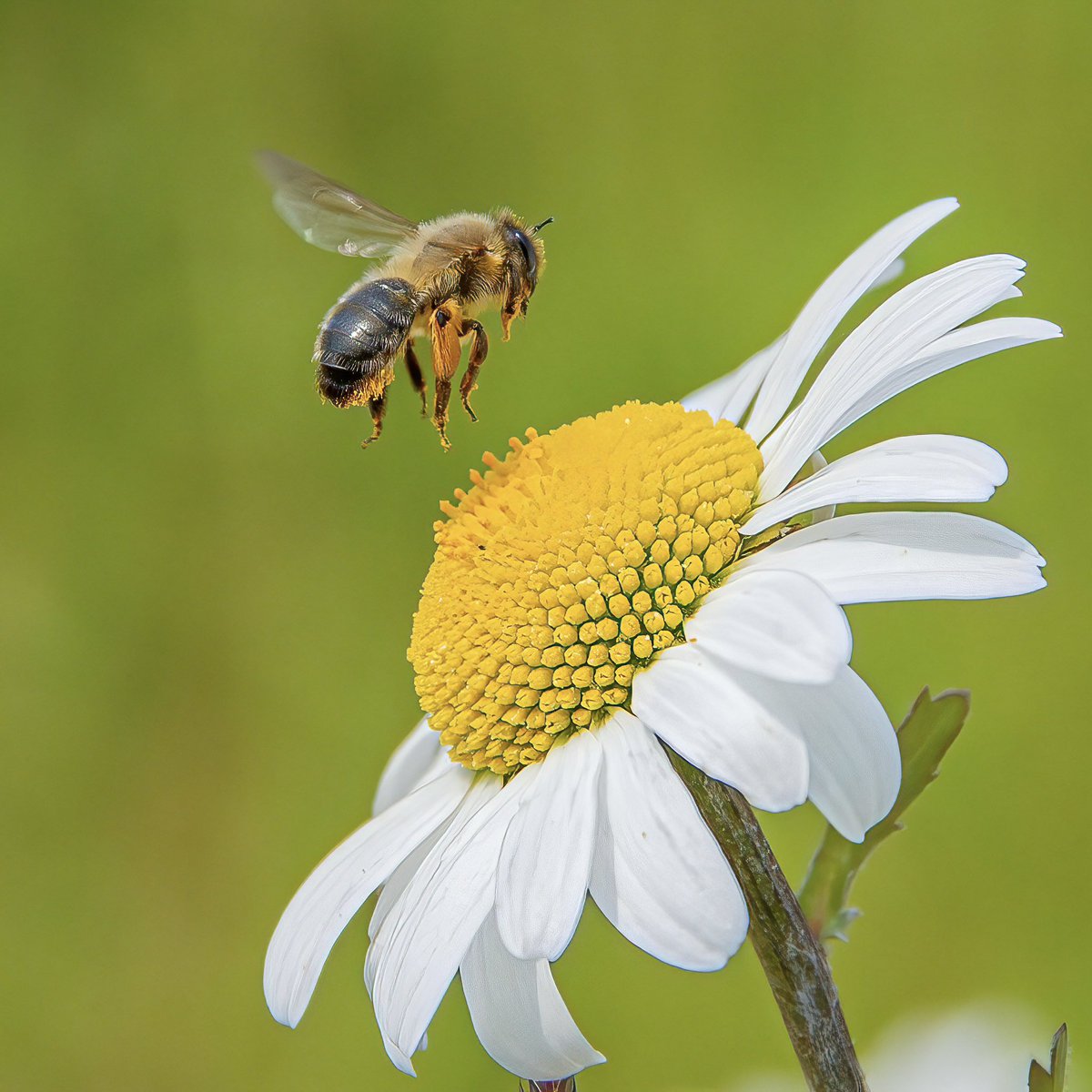 macro_action's tweet image. Older gear challenge
This was taking this summer with a 7d mki and ef 18-135mm to show that you can get results with any gear. I made a YouTube video about it if you’re interested, search macro_action