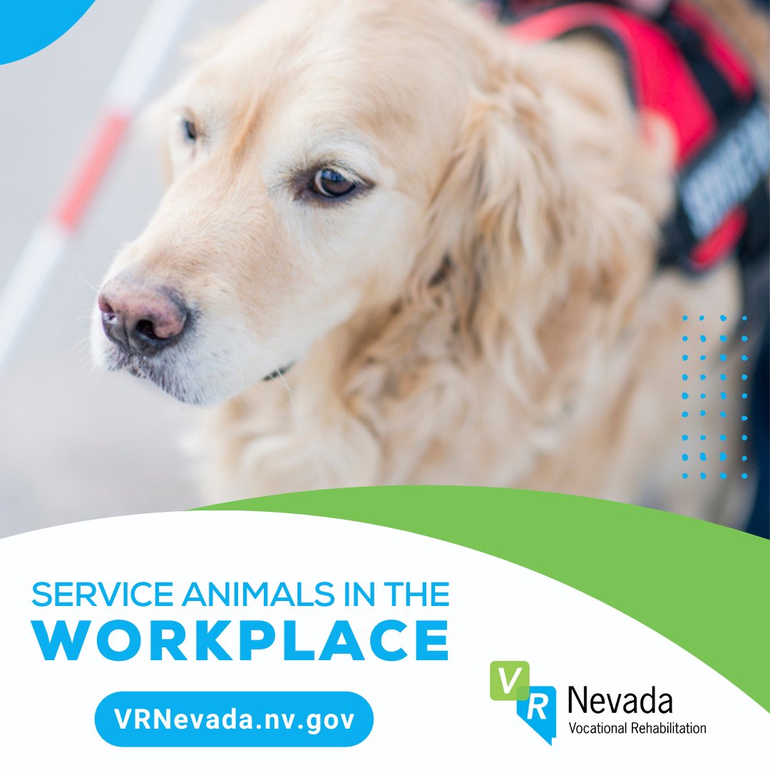 September is National Guide Dog Month! These good boys and girls go through rigorous training from an early age to help people with sensory issues such as blindness and provide added independence to those with mobility issues. #nationalguidedogmonth