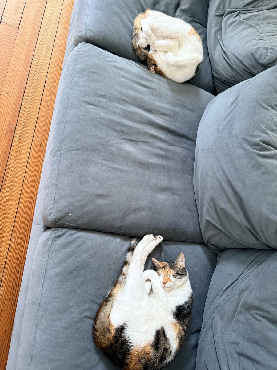 MinnesotaMk's tweet image. Hmm, now I know what these two do during the day when I am at the office. I was wondering out loud at 4:30 every morning while they wrestle at the foot of the bed. #CalicoCats #RoughLife #KittyCam