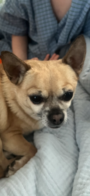 millypod1's tweet image. 🆘28 SEPT 2025 #Lost Scooby #ScanMe
Tan/Cream Chihuahua Male
#Highgate #GreaterLondon #London #N6
Owner :Only just adopted him.  He's not scared of other dogs but he is quite timid. 
doglost.co.uk/dog/200230