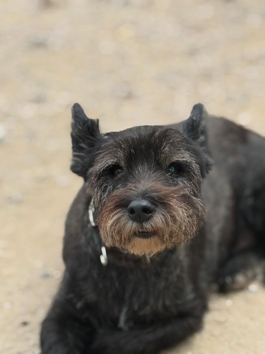 SosAbuelos1's tweet image. Solo #Catalunya
Estas dos preciosidades negras son los hermanitos; #FOSC &amp;amp; #EMBWA, de 11 años.

Llevan toda su vida juntos y la han pasado con su humano, pero por desgracia este falleció y ahora se ven solitos y con un futuro incierto.

Buscan un hogar donde juntos pasar su…