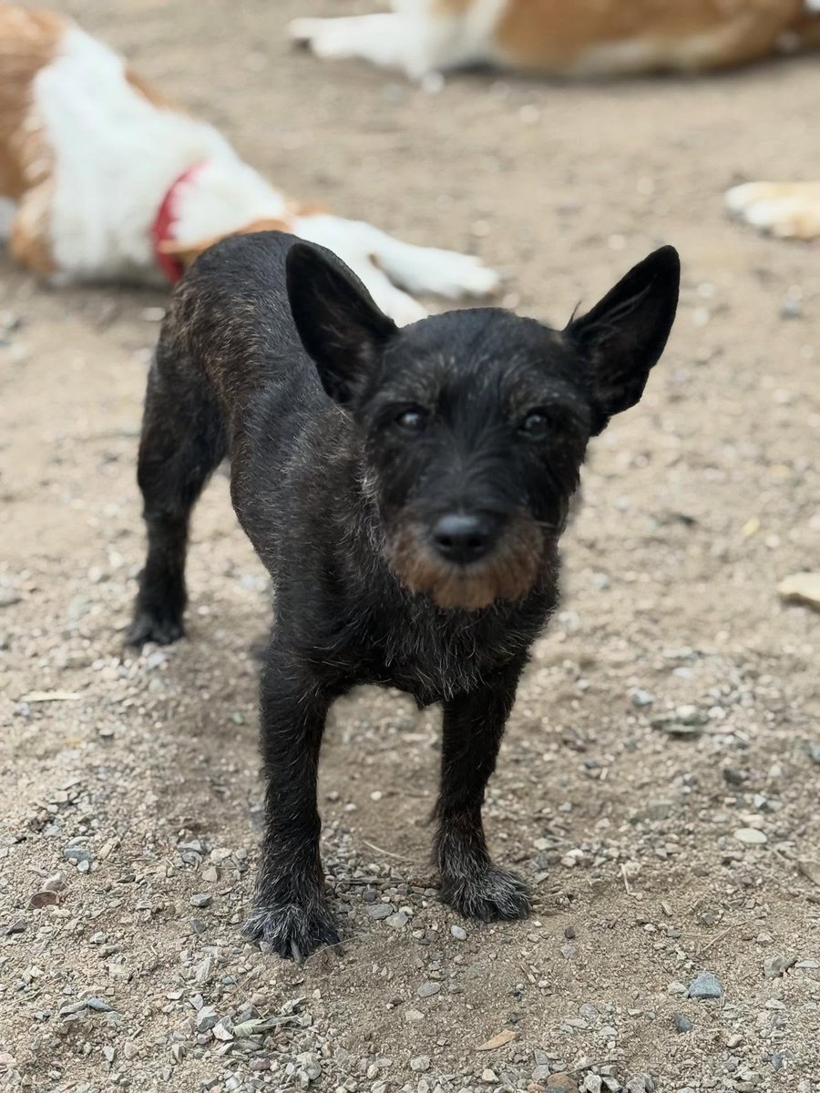 SosAbuelos1's tweet image. Solo #Catalunya
Estas dos preciosidades negras son los hermanitos; #FOSC &amp;amp; #EMBWA, de 11 años.

Llevan toda su vida juntos y la han pasado con su humano, pero por desgracia este falleció y ahora se ven solitos y con un futuro incierto.

Buscan un hogar donde juntos pasar su…