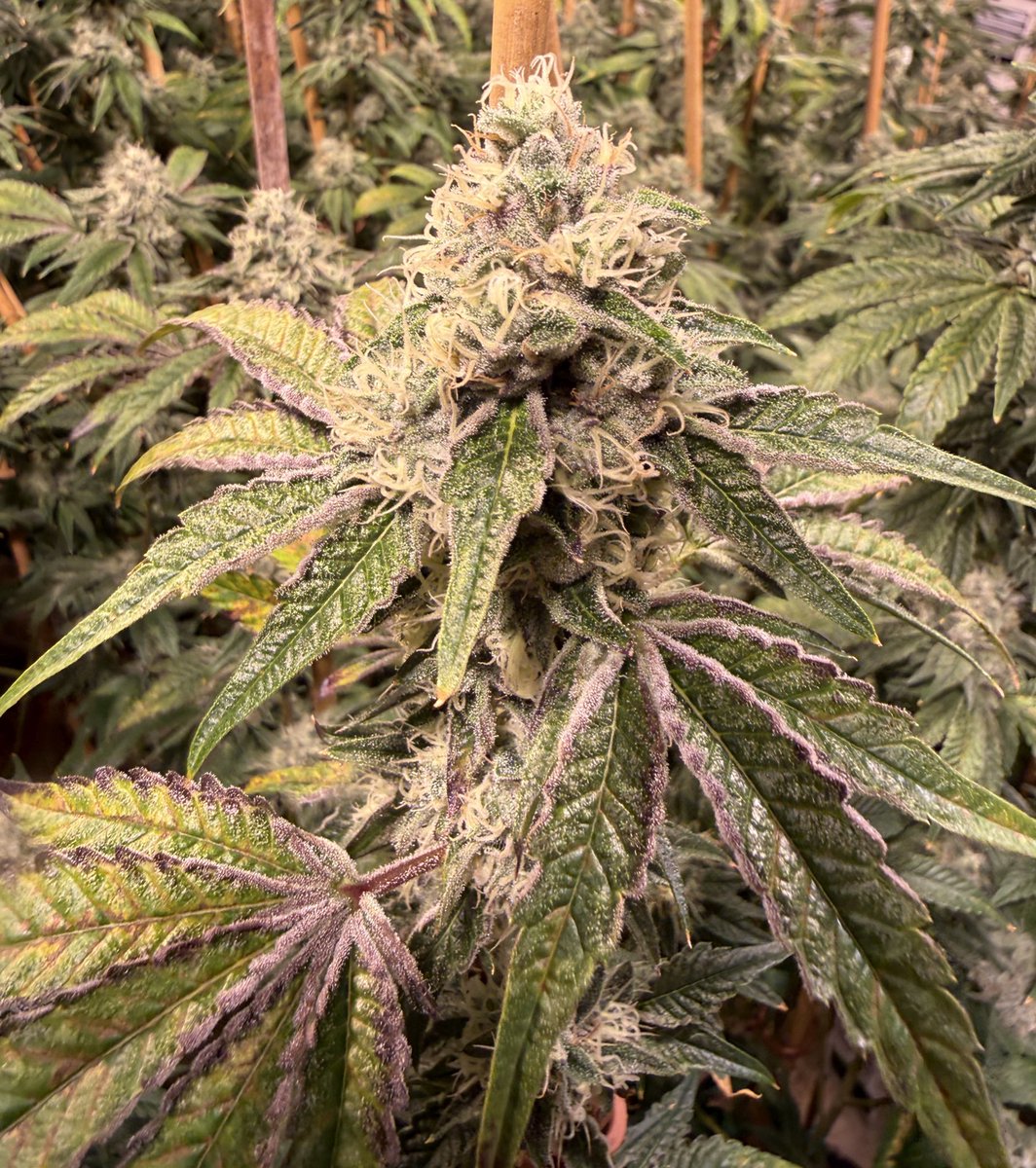 Triangle Mints 23
<a href="/JBeezySJG/">SeedJunky</a>