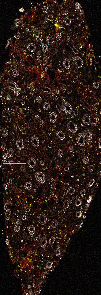 Amy Tsai tweet media