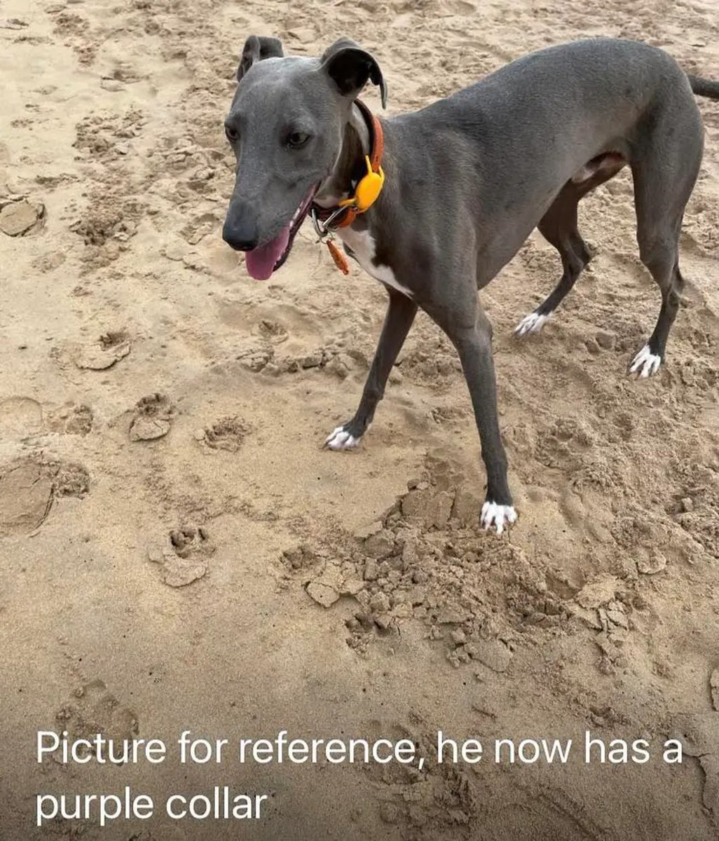 🐕 Young male whippet LEM has gone missing from Woodford #Loughton #Essex
 #IG8 earlier today 29 September 2025
 
He is grey with white socks and wearing a purple collar and is microchipped.

Please any sightings call asap- do not chase!