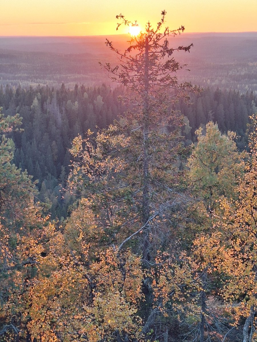 JudiMantere's tweet image. And now sunset from another peak, Akka-Koli, Koli National Park 🇫🇮 #Finland #Koli
@DiscoverFinland