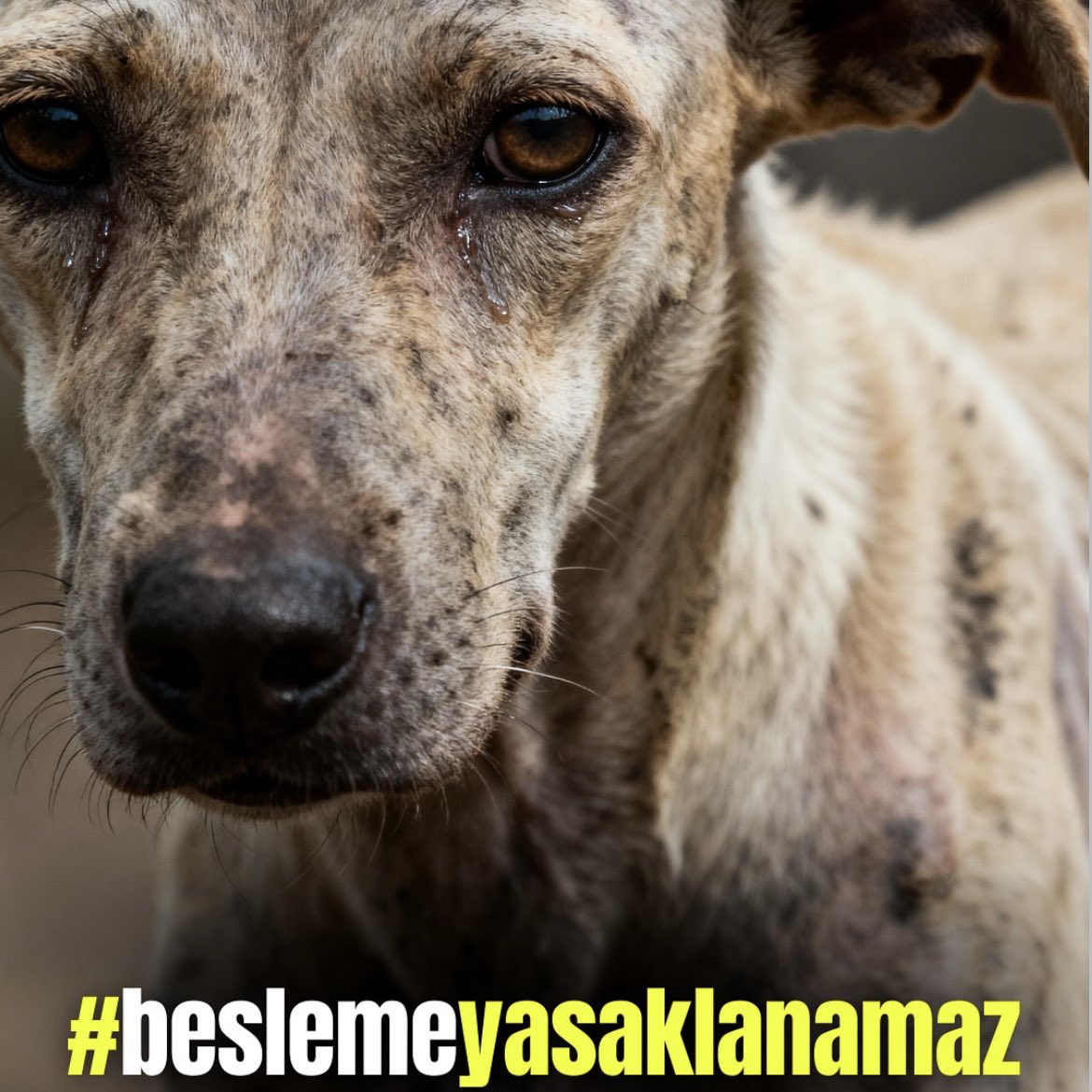 Öldürmek serbest , beslemek yasak öyle mi ⁉️

#BeslemeYasaklanamaz