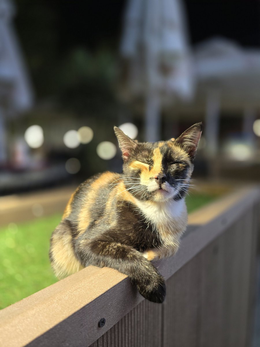 Antalyayı dinliyorum, gözlerim kapalı 😅 

#kedi #iyiakşamlar #antalya #beach #park #konyaaltı