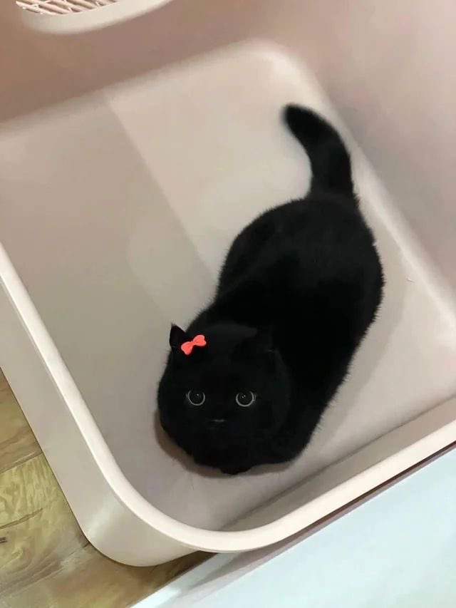 Black cats are not bad luck tweet media