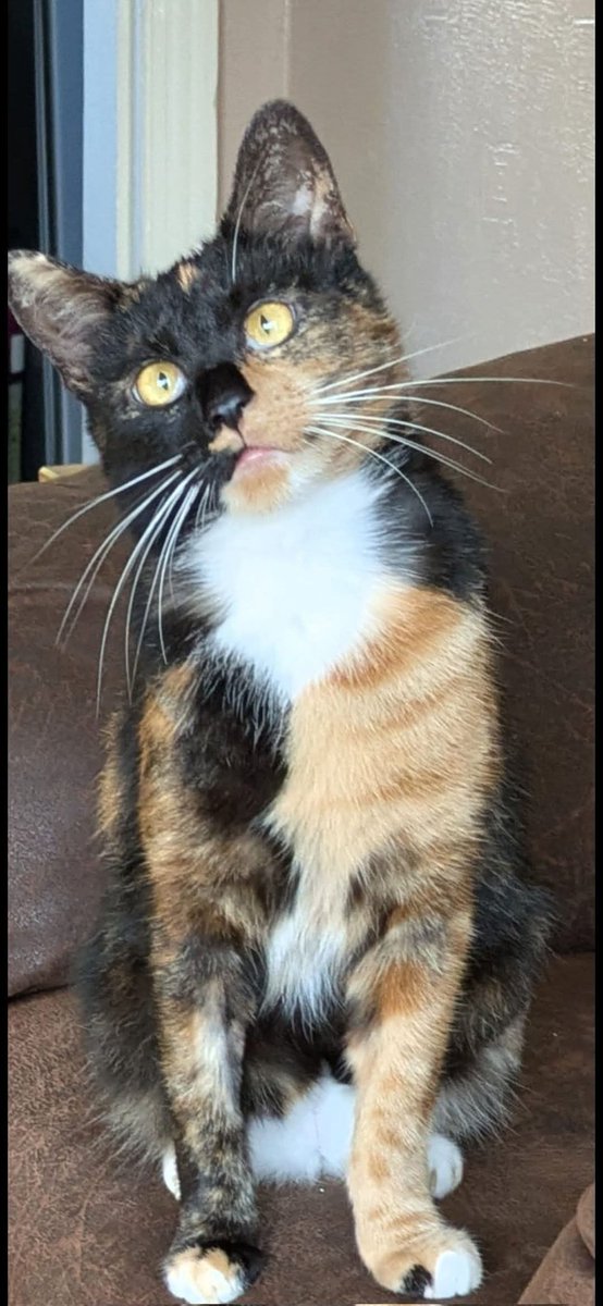 Looking for love.
This is gorgeous  Venetia.
Venetia is just 2 years old and is blind.
Venetia has spent  the last couple  of weeks in a foster home being assessed for her forever family. 
We have established  that Venetia requires the following.