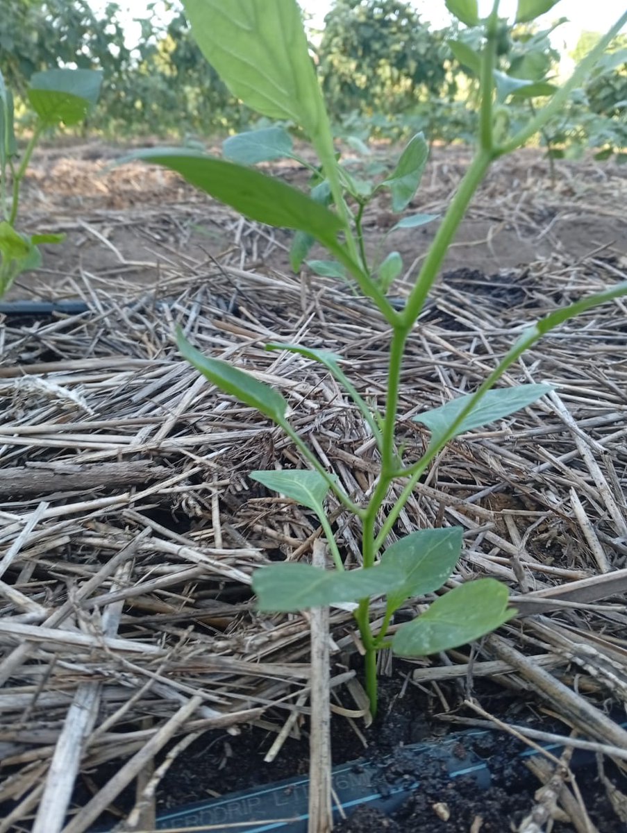 MagreenMorganic's tweet photo. Strong #seedlings results in healthier plants, better yields and pest and disease resistance. https://t.co/mIhQfkcEQE
