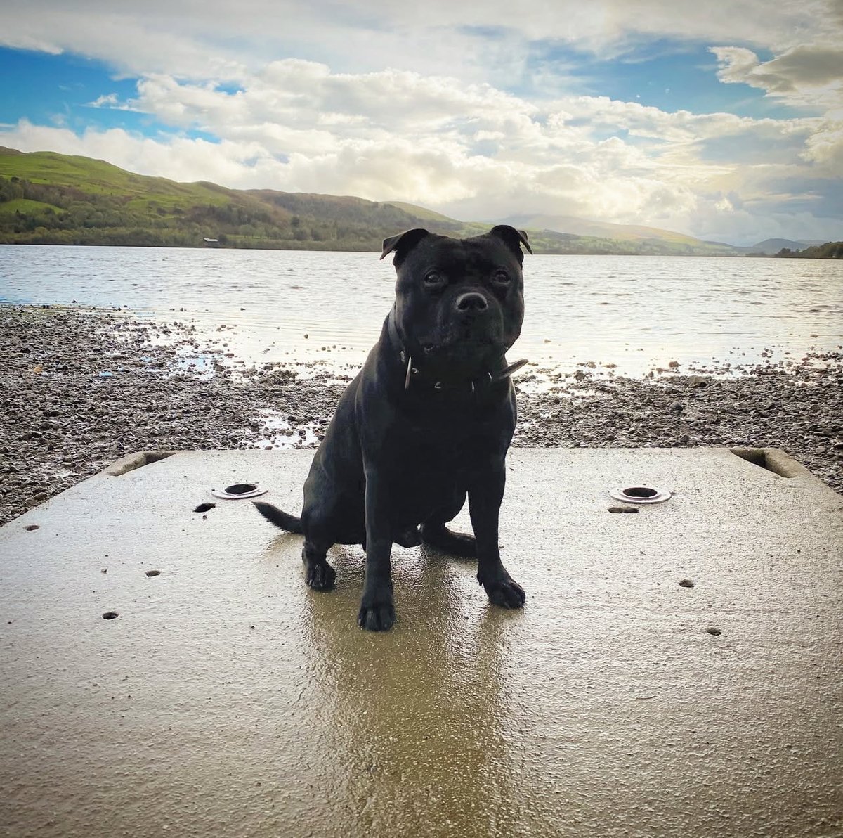 Hassellbladder tweet media