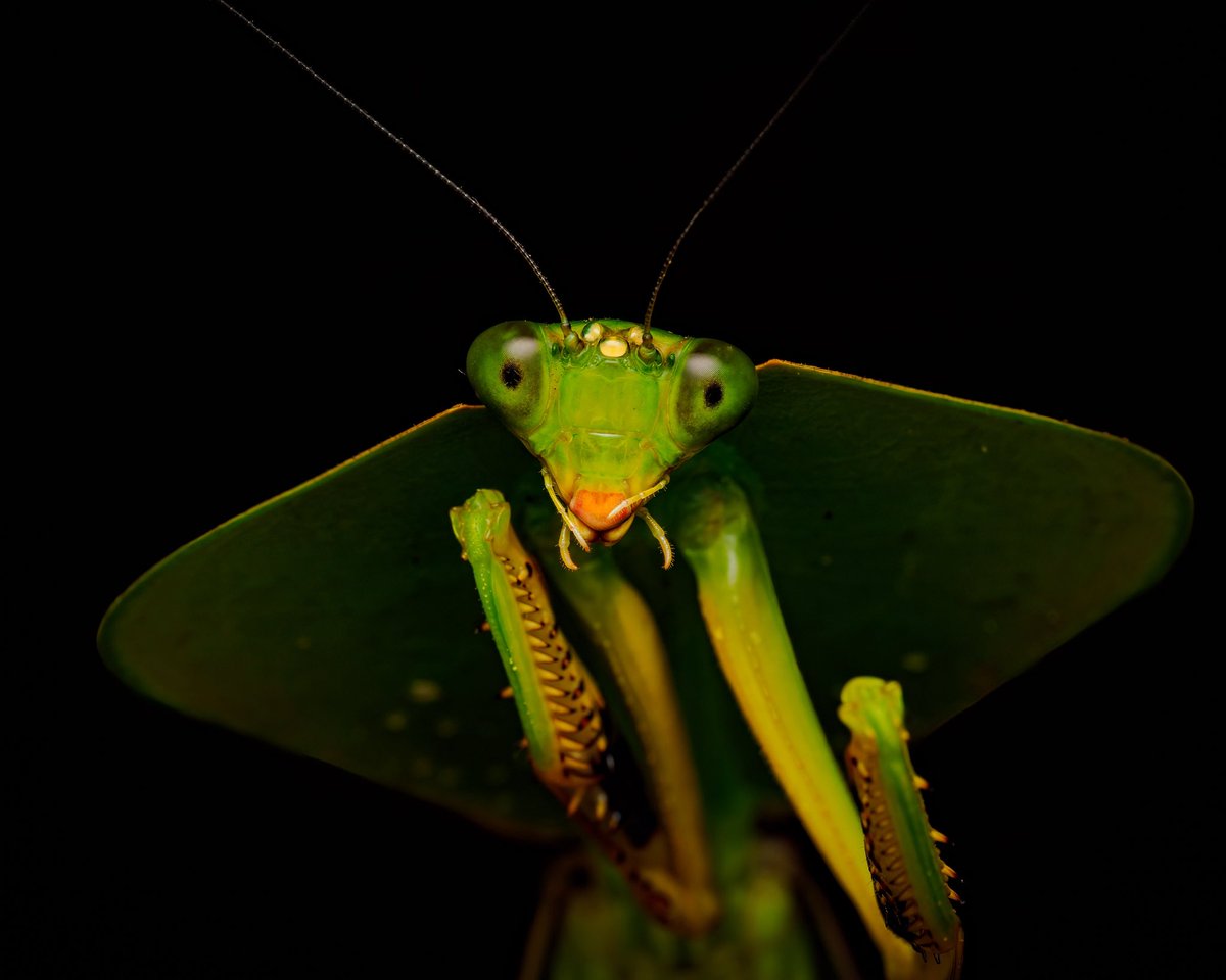 Macro_Nara's tweet photo. The forest grows eyes 👀 — the leaf-mimicking mantis (Choeradodis) hides in plain sight, disguised as rainforest foliage in Canandé. 📸
#mantis #macro #Amazon https://t.co/95rxuov9R2