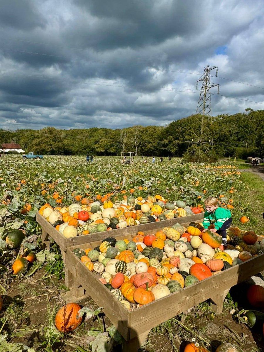 Seeing this makes me want to eat pumpkin porridge