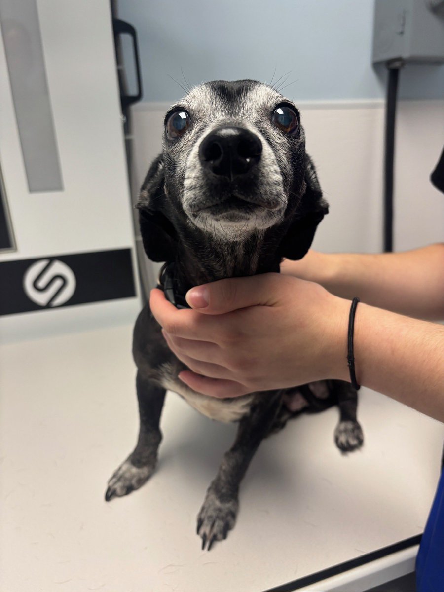 15outof10's tweet image. This is Anne. One of our rescue partners was able to take her in after her human passed away. She had three mammary tumors that we were able to help remove and biopsy. Thankfully, they were not cancerous. Just 2 weeks later, Anne found her second forever home ❤️‍🩹