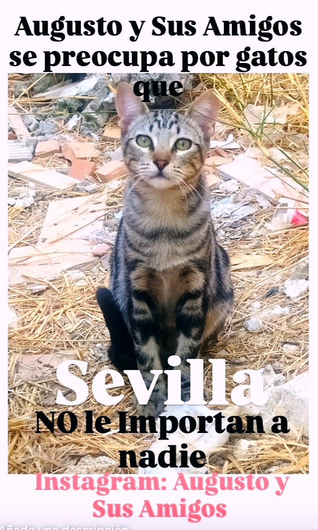 #ESPAÑA #Sevilla 🦋AUGUSTO Y SUS AMIGOS🦋Síguenos en el Instagram del mismo nombre, necesitamos madrinas y padrinos para cubrir los gastos de los animales que rescatamos. COMPARTE, LOS GATOS IMPORTAN¡¡¡😺