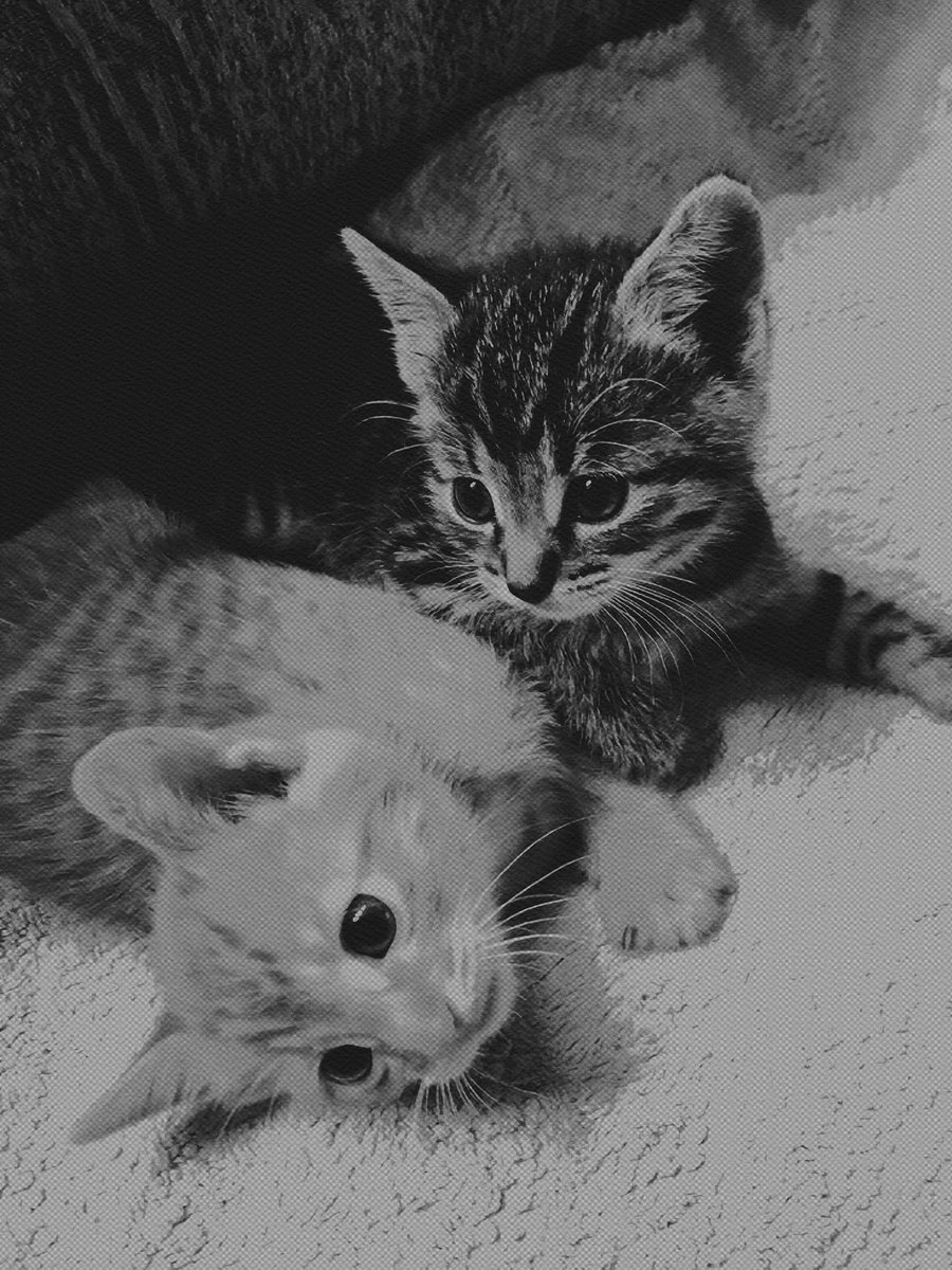 ๐ฝ๐อ๐อ๐อ๐๐ โ โโ โ ๐ฏ๐๐๐๐๐ tweet media