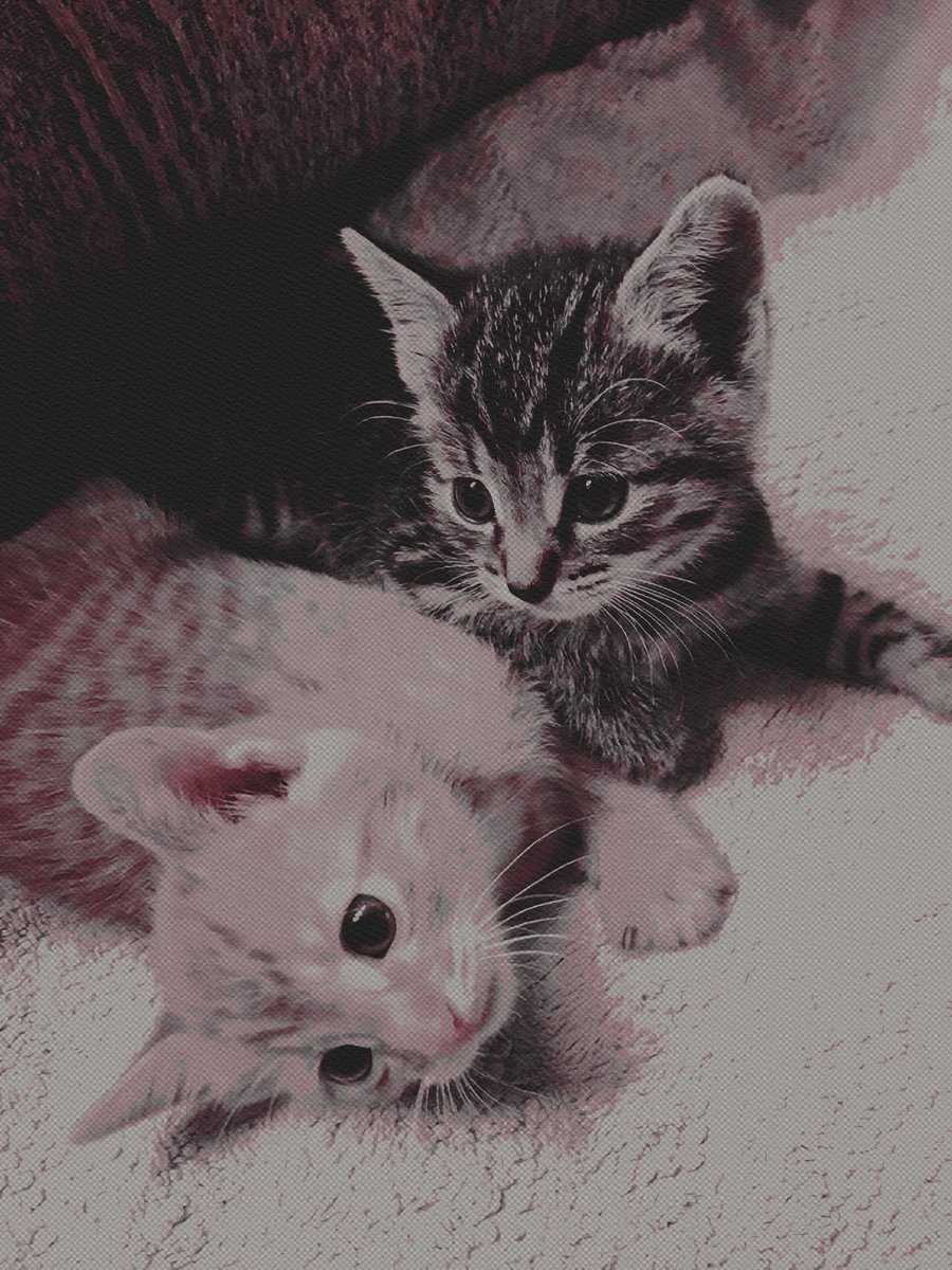 ๐ฝ๐อ๐อ๐อ๐๐ โ โโ โ ๐ฏ๐๐๐๐๐ tweet media