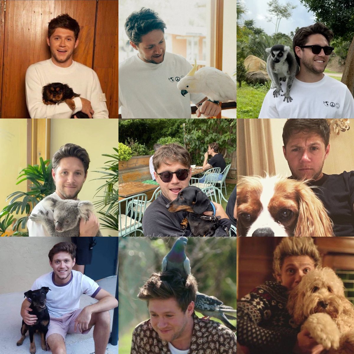 alwaysthislou's tweet image. Day twenty nine: Niall with animals
#ProjectNiall #NiallsMonth