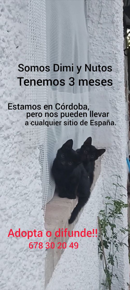 #ESPAÑA #Córdoba EXTERNO, Ayuda para estos gatitos, CONTACTO: andrea.hur.martinez@gmail.com¡¡COMPARTE
