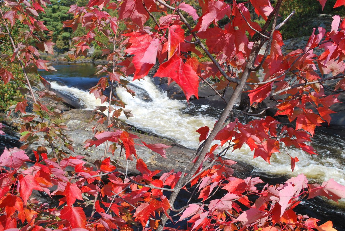 OntarioParks's tweet photo. Fall colours season is in full swing and northeastern Ontario delivers the views. 🍁 From golden tamaracks to dramatic waterfalls, these trails are must-sees this fall: https://t.co/nWv6TxOOOc

#FindYourselfHere #FallColours #OntarioParks https://t.co/PvZG4Iu67d