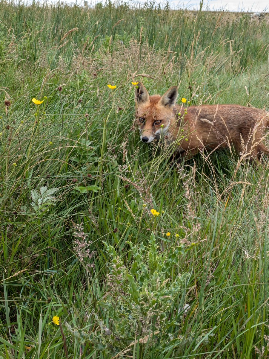 In Ireland I saw a fox at the Cliffs of Moher parking
It was very friendly to people and being fed.
I thought "wonder if anyone else took photos of it" and theres a stock photograph of i think the same fox taken about a month later in the parking lot
Or a very similar one lol