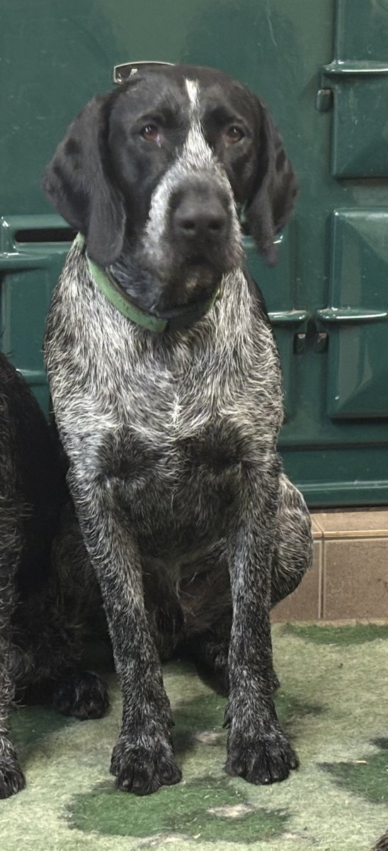 millypod1's tweet photo. POACHER FOUND SAFE. THANKS FOR RT's๐๐พ๐
๐28 SEPT 2025 #Lost Poacher #ScanMe
German Shorthaired Pointer Male
ESCAPED KENNELS :Gatehouse Cattery & Kennels. #CalowGreen #Calow #Chesterfield #Derbyshire #S44 First time in kennels. https://t.co/awdPSOTkjX https://t.co/uE3A2RUL9x