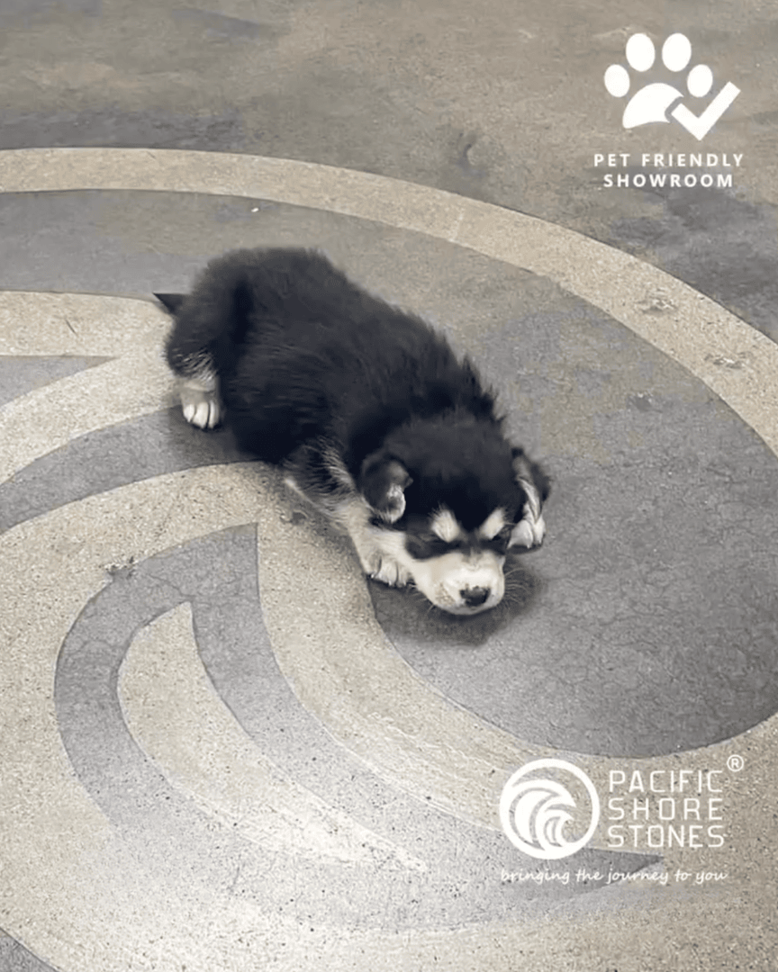 PacShore's tweet photo. Paws and relax! 🐾 Did you know all 18 of our showrooms are pet-friendly? Bring your furry friends along — they’ll love the new arrivals as much as you do!

#NewArrivals #PetFriendly #PacificShoreStones #Countertops #SlabYard https://t.co/fk6k6FXQ1Q